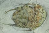 Three Lower Cambrian Trilobites (Neltneria) - Issafen, Morocco #170636-2